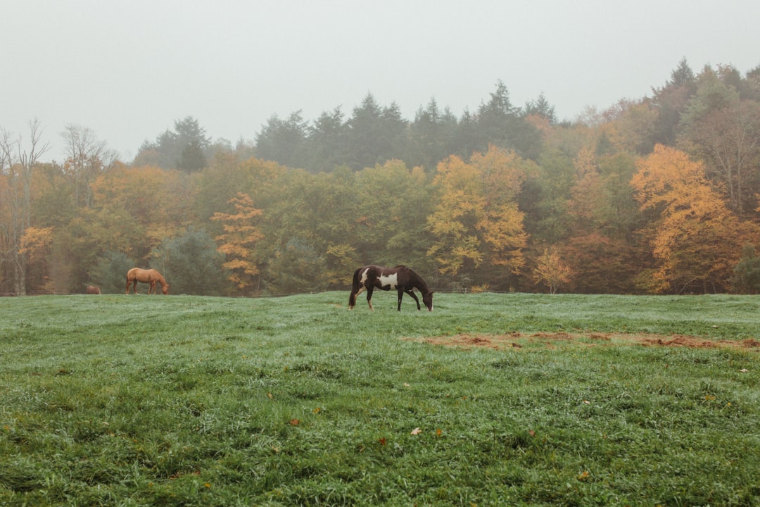 Photo horse, rain